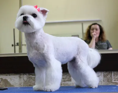 Стрижка мальтезе - груминг мальтийской болонки в Киеве, Barber Pet