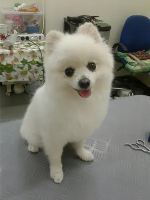 Стрижка померанского шпица до и после. Grooming (grooming) Pomeranian  before and after. ZooGruming.ru | Dog grooming styles, Dog haircuts,  Grooming style