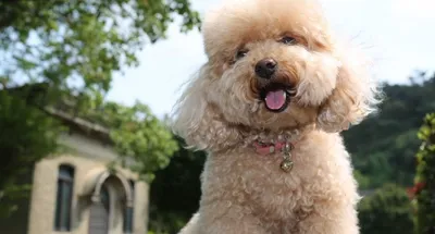 Стрижки пуделя - подстричь пуделя в Киеве, цена в Barber Pet