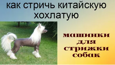 китайская хохлатая собака