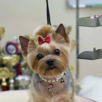 Pin on Yorkie