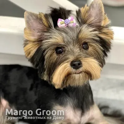 Стрижка ❤ Йорка на Дому в Москве. Жмите Сюда! Margo-Groom.ru