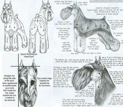 Тримминг и стрижка шнауцеров. Как правильно привести бороду и брови в  порядок. | Груминг Студия \"СТИЛЯГА\" | Дзен