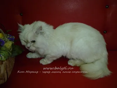 Стрижки персидских котов фото фото