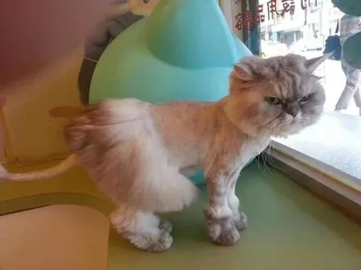 Кошка подстриженная под льва - 74 фото