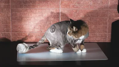 Уход за шерстью персидской кошки | For Pet | Дзен