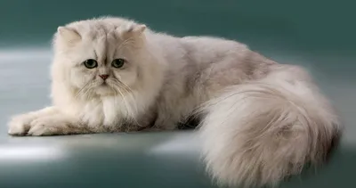 Правильный уход за персидским котом