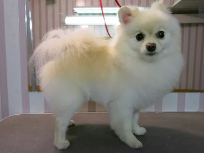 Стрижка померанского шпица до и после. Grooming (grooming) Pomeranian  before and after. ZooGruming.ru | Собаки, Смешные животные, Стрижка собак