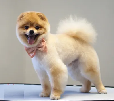 Стрижка померанского шпица до и после. Grooming (grooming) Pomeranian  before and after. ZooGruming.ru | Dog grooming, Pomeranian puppy, Best dogs