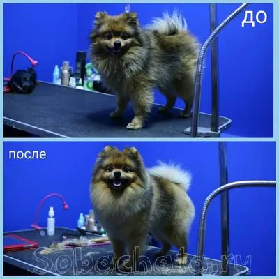 Стрижка померанского шпица до и после. Grooming (grooming) Pomeranian  before and after. ZooGruming.ru | Pomeranian dog, Dog grooming scissors,  Cute pomeranian