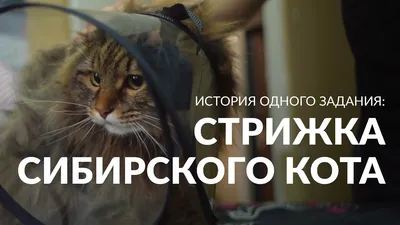 Зоосалон в центре СПб. Быстро и профессионально подстрижем вашу котю!