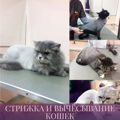 Зоосалон в центре СПб. Быстро и профессионально подстрижем вашу котю!