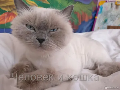 Cat_Grooming - ПОРТИТСЯ ЛИ ШЕРСТЬ КОШКИ ПОСЛЕ СТРИЖКИ?🤔 ⠀ Вопрос который  мне часто задают. ⠀ Когда только начинала работать с кошками,много читала  об стрижках и шерсти. Думала,что шерсть действительно портится после стрижки