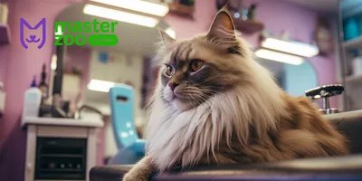 Стрижка кошек. Услуги кошачьих парикмахеров в Санкт-Петербурге — 263  специалиста, 106 отзывов на Профи