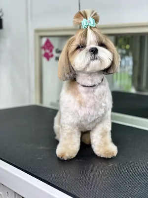 Ши-тцу | Shih tzu dog, Shih tzu, Dog pictures