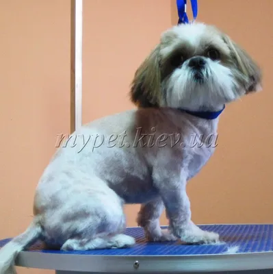 Стрижка собак Киев Оболонь (@master_groomdog) • Instagram photos and videos