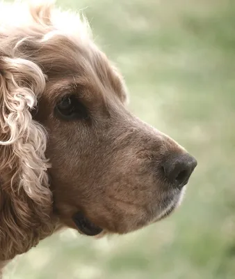 Стрижка пекинеса - цена на груминг пекинеса в Киеве, Barber Pet