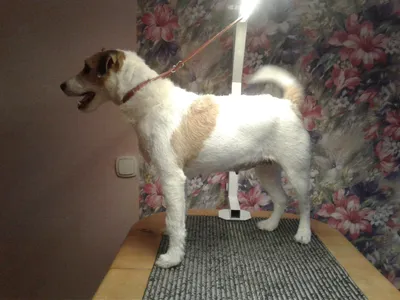 grooming-service – Профессиональная стрижка собак и котов в Киеве и области