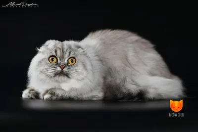 Стриженные коты (193 фото) - фото - картинки и рисунки: скачать бесплатно