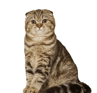 Стрижка шотландских кошек до и после - картинки и фото koshka.top