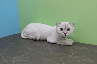 Стрижка кошек - фото и виды причесок