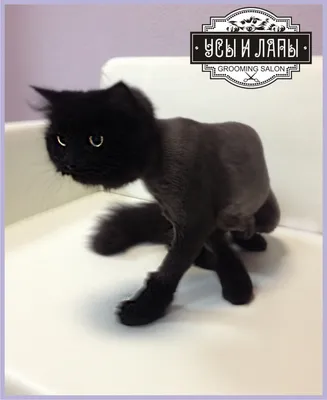 Возмущенный портрет кота, в то время как сокращение волосы. Мастер стрижки  делает прическу в ветеринарном офисе. Концепция ветерин Стоковое Фото -  изображение насчитывающей ножницы, черный: 191530374