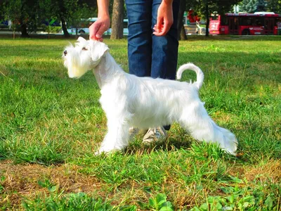 СТРИЖКА ЦВЕРГШНАУЦЕРА 🐕 от 2000 ₽ | Салон Groom Екатеринбург