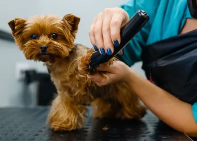 Стрижка животных: использование профессиональных машинок и ножей в  BIOVET.UA для комфорта и ухода ✓ Статьи в блоге магазина БИОВЕТ