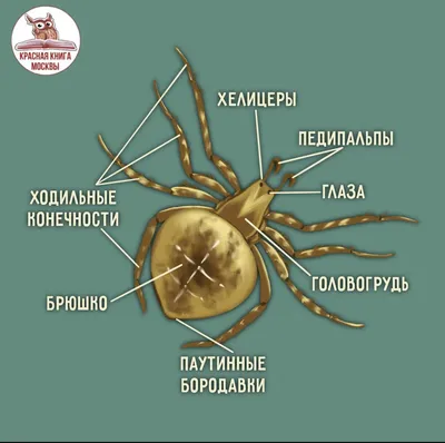 Курс \"Бородавки. Работа с кислотами\" ▪︎23 сентября Программа курса: -  строение кожи - виды мозолей - как отличить мозоли от бородавки? - как... |  By Ysnail-школа Ярославны Слеменевой | Facebook