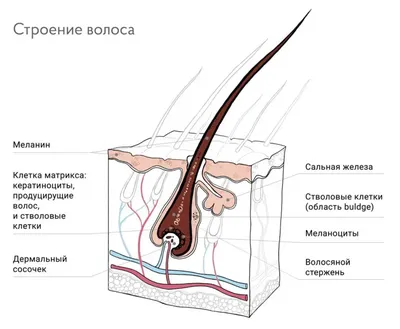 Корень бородавки: что это и как его удаляют.