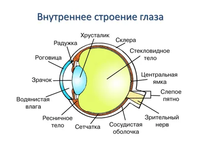 Органы чувств. Строение глаза. Близорукость и дальнозоркость –  онлайн-тренажер для подготовки к ЕНТ, итоговой аттестации и ВОУД