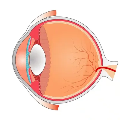 Строение глаза человека. Анатомия глаза. Новий Зір