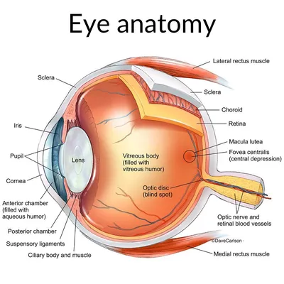 Eye anatomy - Анатомия глаза на английском языке