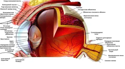 Анатомия глаза: как устроено зрение человека | World Vision Clinic