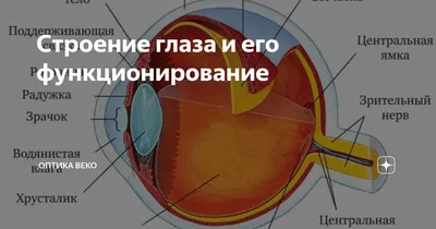 Глаз: строение, камеры, глазное дно (анатомия человека), плакат глянцевый  А2+, плотная фотобумага от 200г/м2 - купить с доставкой по выгодным ценам в  интернет-магазине OZON (285515988)