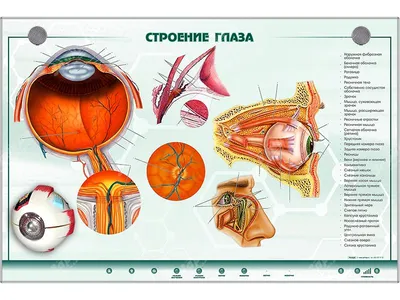 Строение глаза и его функционирование | Оптика Веко | Дзен