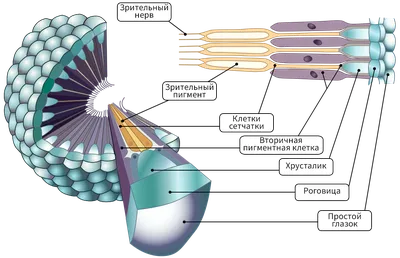 Грани хорошего зрения. 1. Строение глаза | Пикабу