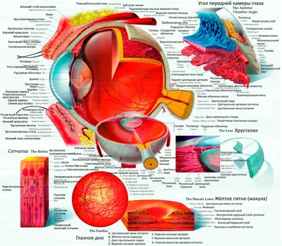 Строение глаза человека
