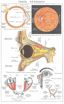 Строение глаза человека фото фото