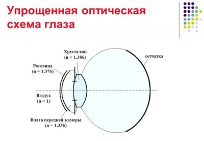 Строение глаза и функционирование зрительной системы