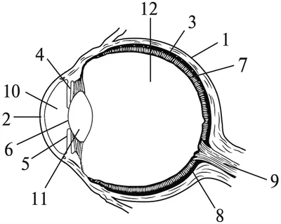Строение органов зрения: как устроен глаз человека (подробная анатомия) |  World Vision Clinic