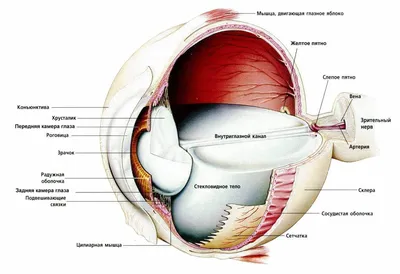 Анатомия глаза | Межрегиональная общественная организация Чтобы видеть!