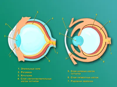 строение глаза | zdrav.kz