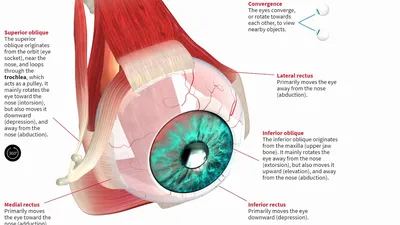 Хрусталик глаза: строение, функции, заболевания и лечение