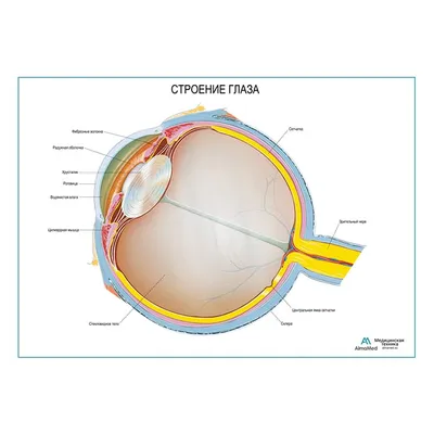 Анатомия глаза человека: строение и функции. Просто и доступно