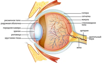 Сравнение строения глаза позвоночных и головоногих - Моллюски - Зоология -  Иллюстрации - Биология для школьников