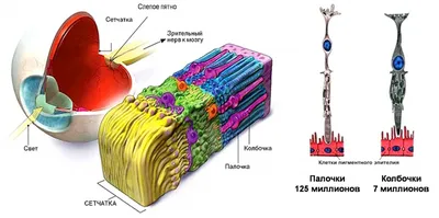 Строение глаза и функционирование зрительной системы