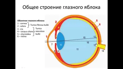 Зрительная система медицинские плакаты от производителя с доставкой по РФ