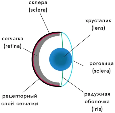 Анатомия глаза человека, функциональные возможности зрения