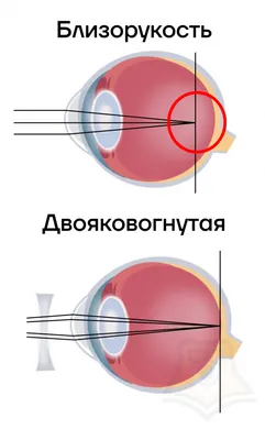 Строение глаза лошади